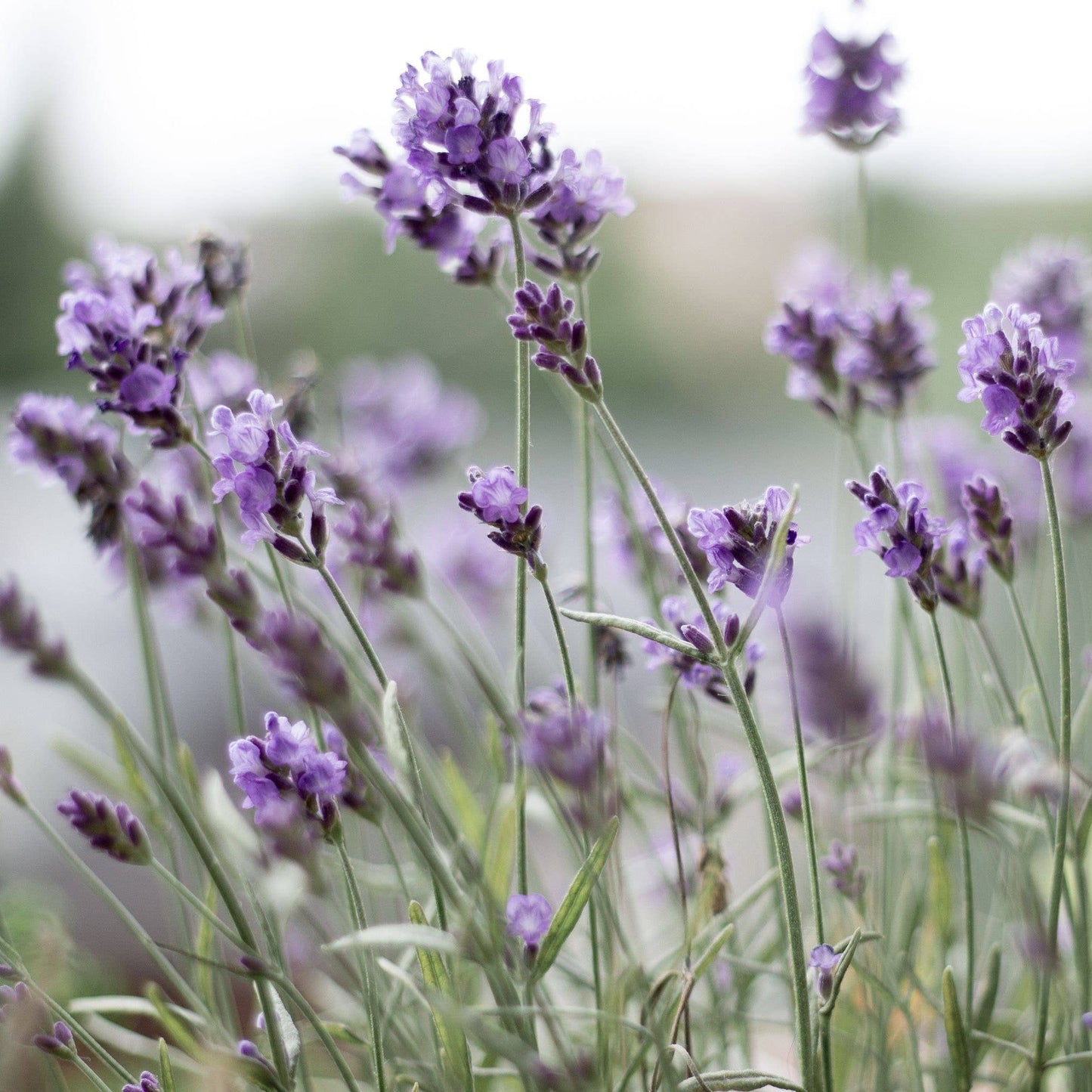 Lavender Eye Pillow - Blush